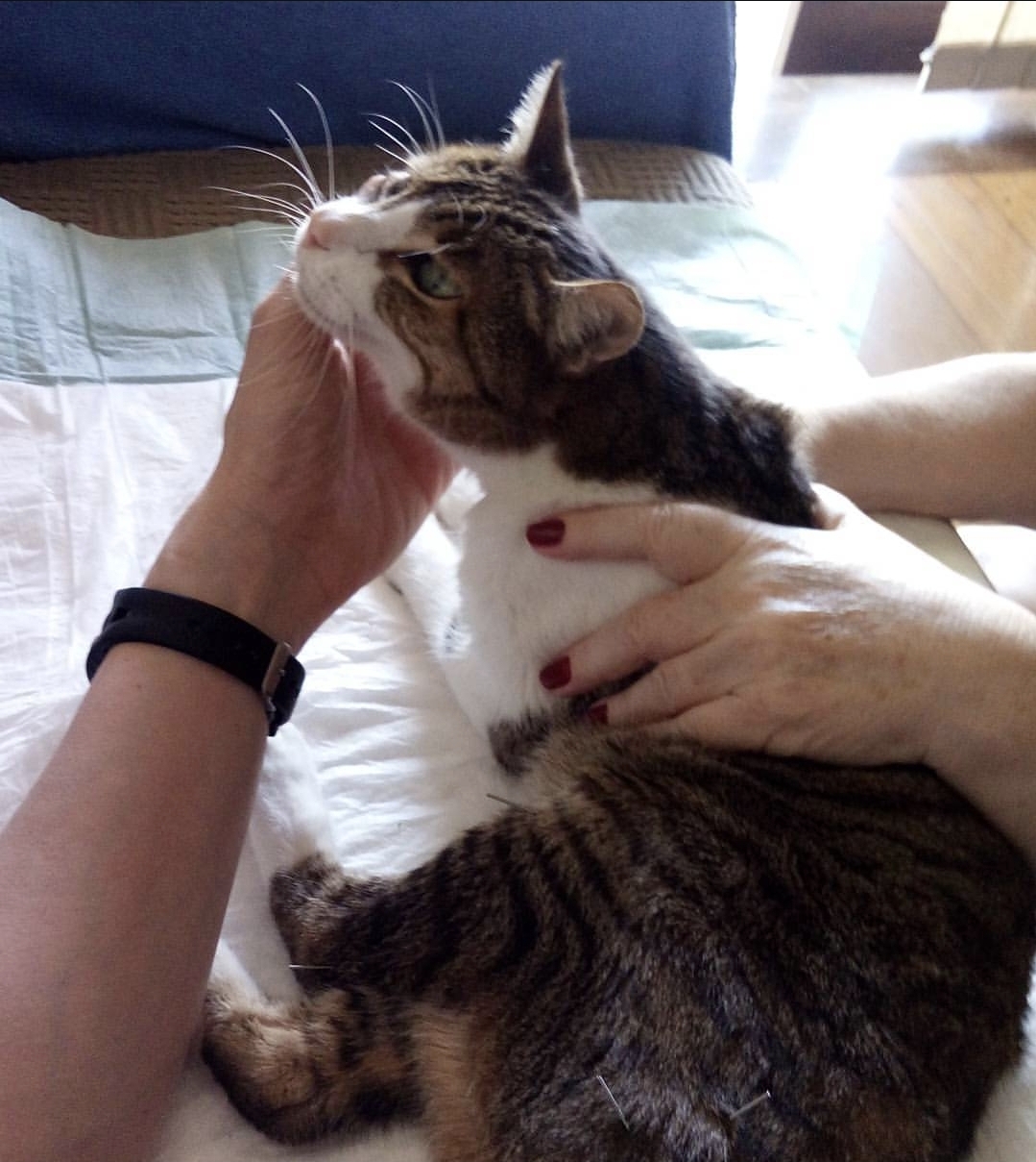 Paciente 2 - gato